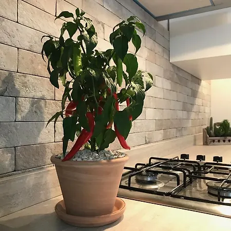 Chiave D'arco Bed & Breakfast Selva Di Fasano